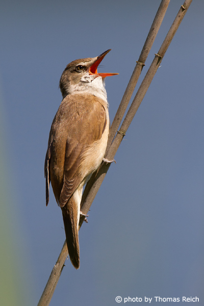 Great Reed Warbler bird call