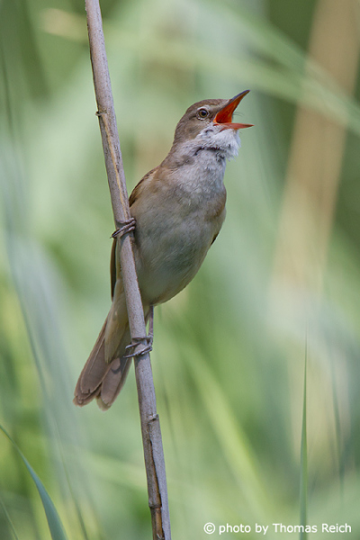 Great Reed Warbler bird voice