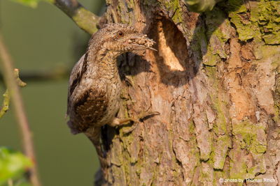 Eurasian Wryneck at hole in a tree trunk