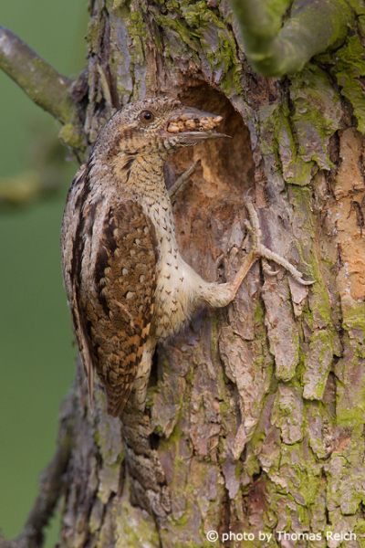Eurasian Wryneck with insects in beak
