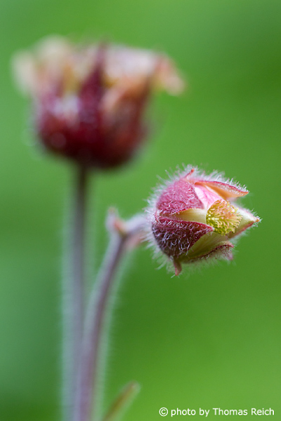 Water Avens in spring time