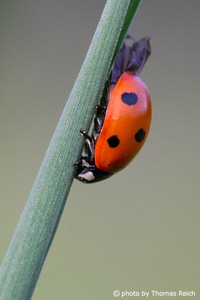 Ladybug climbing on blade of grass