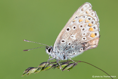 Silver-studded blue wings