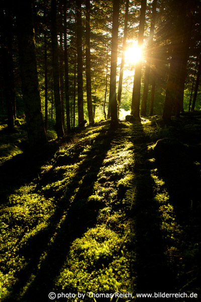 Forest with sun rays