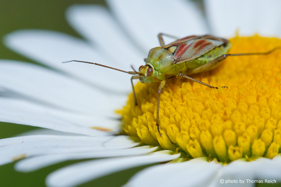 Käfer auf Margerite Blüte
