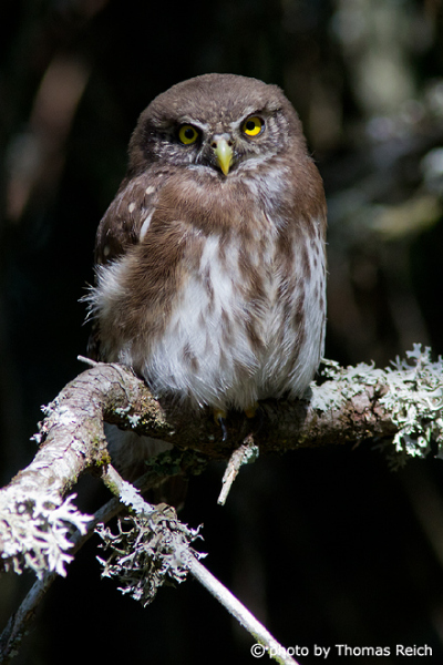 Young Eurasian Pygmy Owl