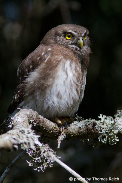 Eurasian Pygmy Owl size