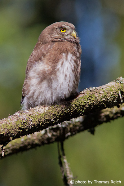 Eurasian Pygmy Owl plumage