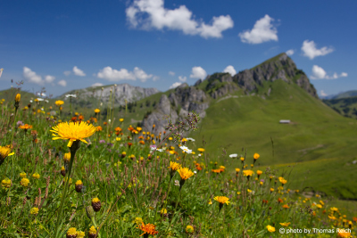 Sommer Blumenwiese am Stierenberg, Zweisimmen