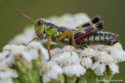 Locust on Yarrow blossom