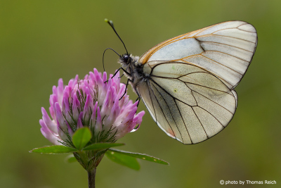 Black-veined white on the red clover