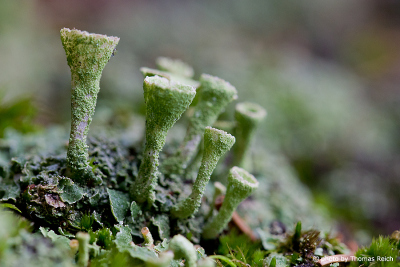 trumpet cup lichen, Cladonia fimbriata