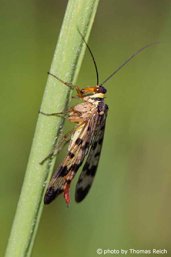 Common Scorpionfly wings