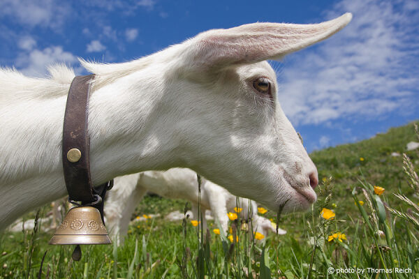 Domestic Goat in Switzerland