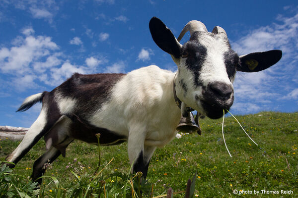 Domestic Goat male feeding on grass