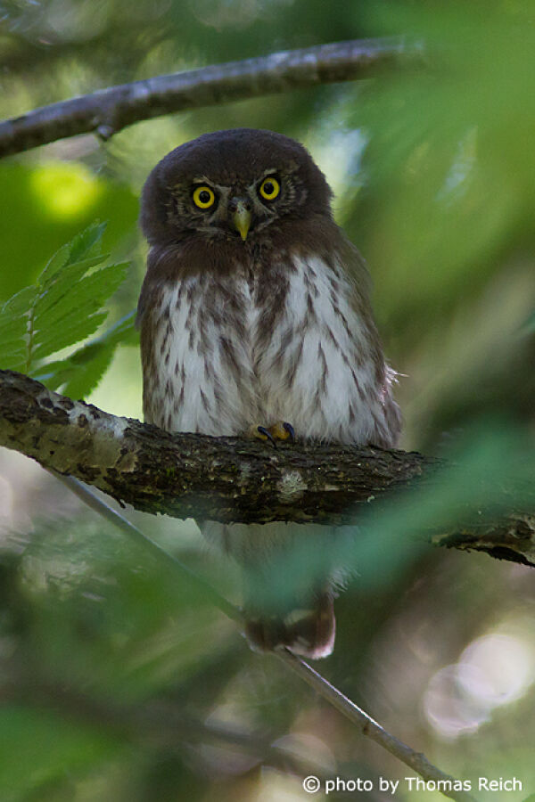 Eurasian Pygmy Owl in the forest