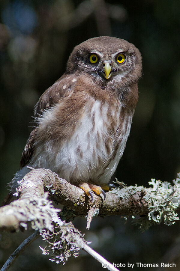 Eurasian Pygmy Owl appearance