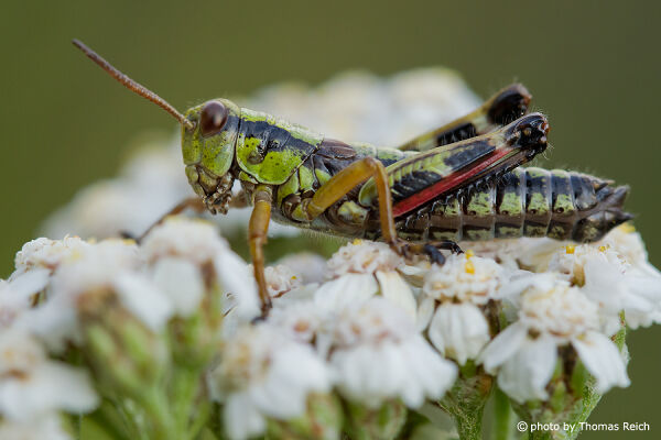 Locust on Yarrow blossom