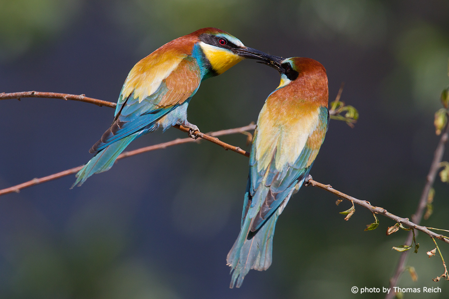 European Bee-eater male and female