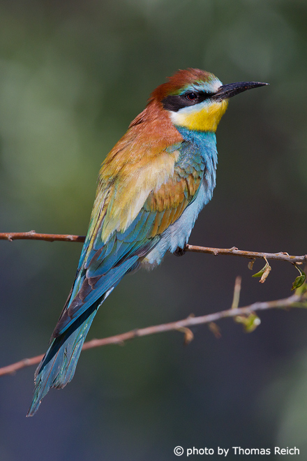 European Bee-eater feathers