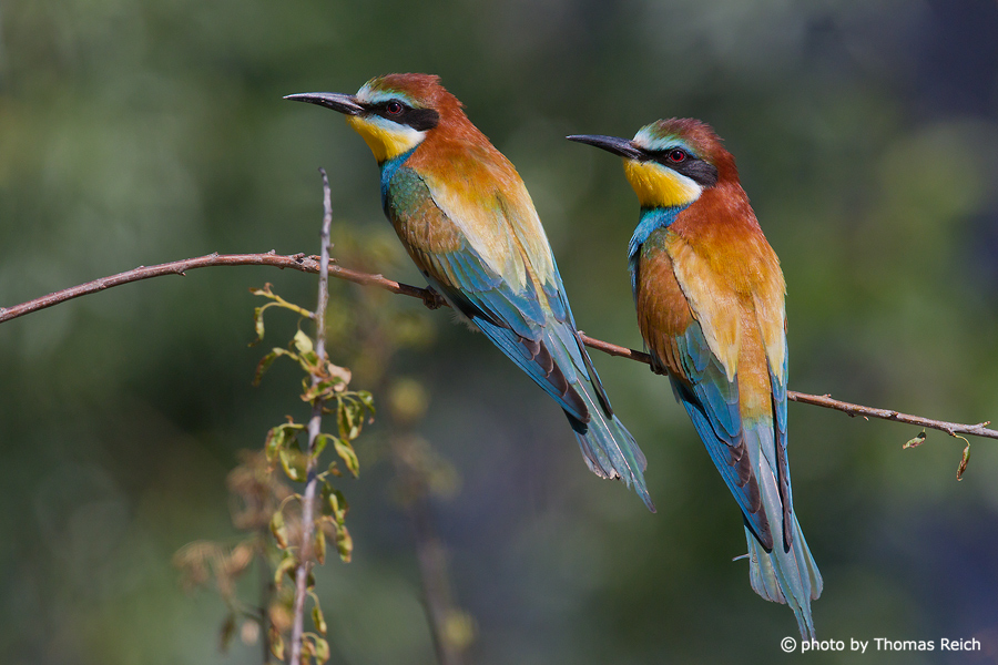 European Bee-eater habitat