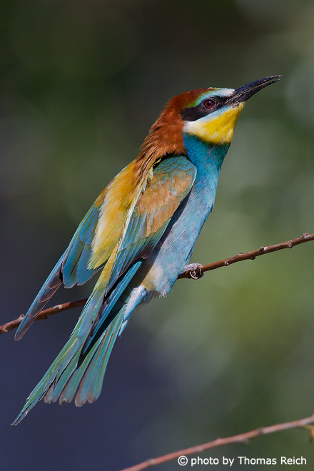 European Bee-eater plumage