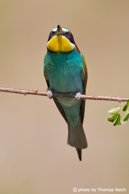 European Bee-eater with prey in bill
