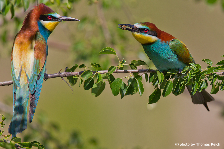 European Bee-eater hunted insect