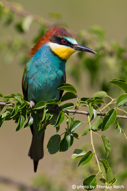 European Bee-eater with red eyes