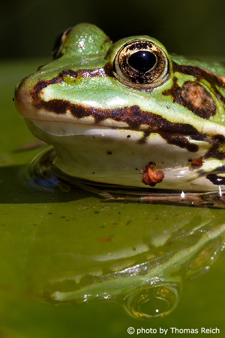 Edible Frog sounds
