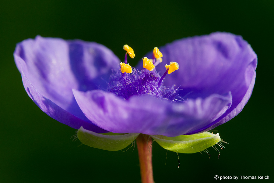 Purple Anemone blossom