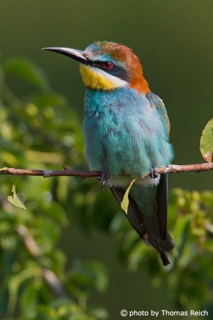 European Bee-eater beak with curved beak