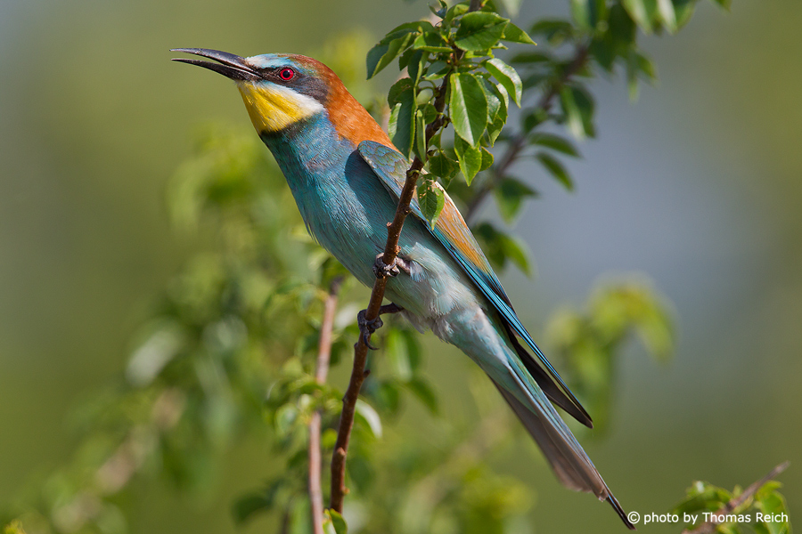 European Bee-eater song
