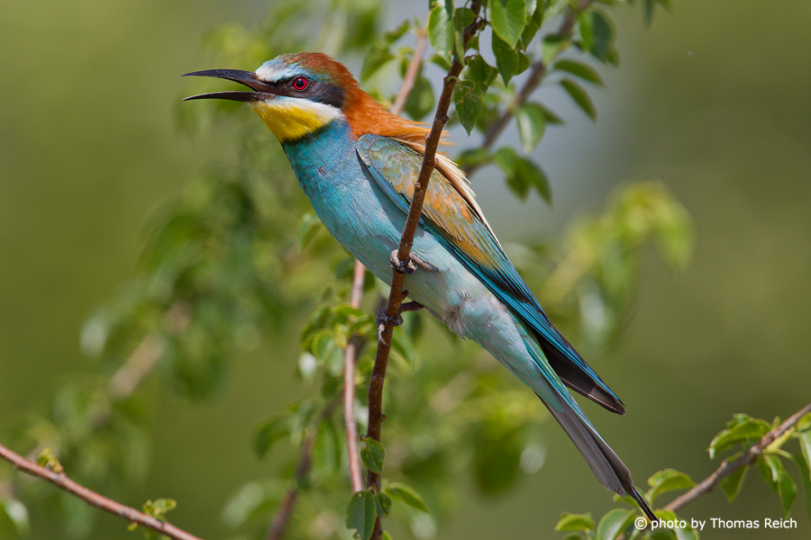 European Bee-eater call