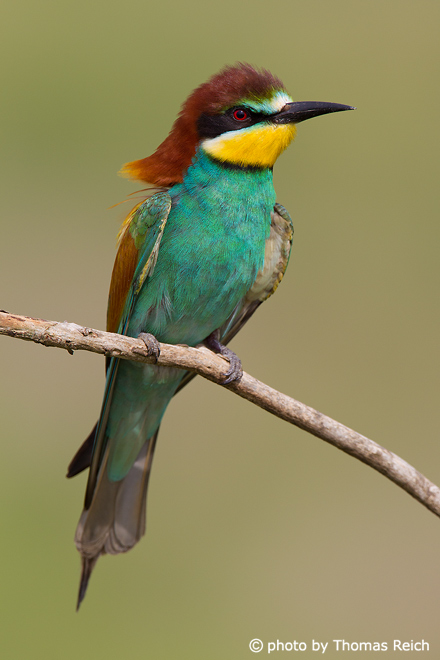 European Bee-eater sound