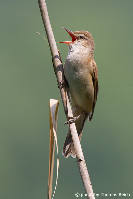 Great Reed Warbler bird clings to reed stalk
