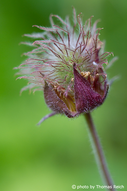 Water Avens appearance