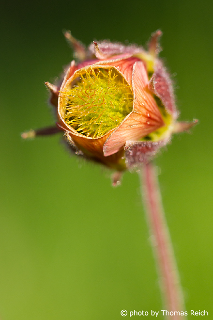 Water Avens blossom close up