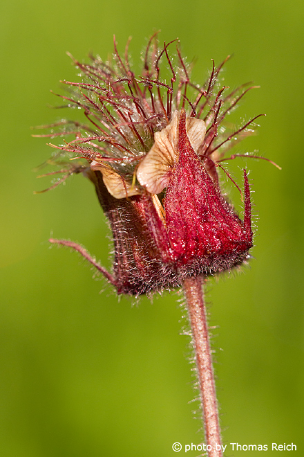 Appearance Water Avens plant