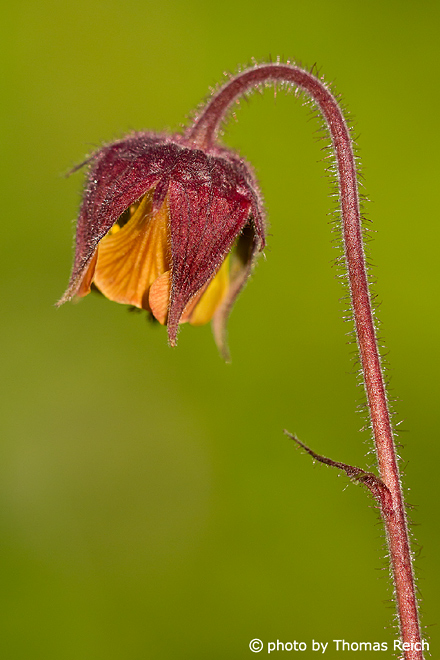 Water Avens are wild flowers