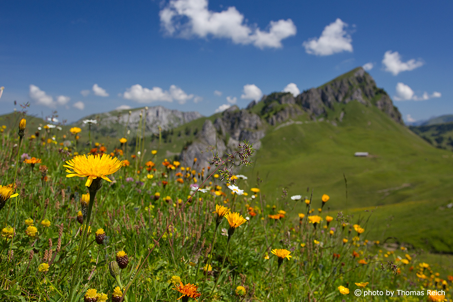 Summer flower meadow, Stierenberg, Zweisimmen