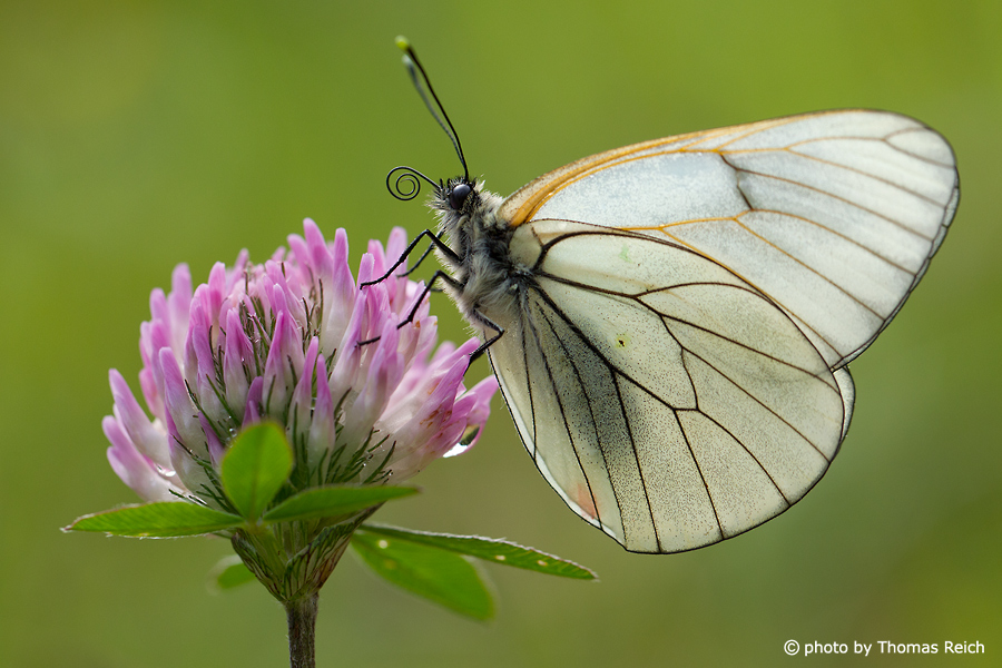 Black-veined white foraging on the red clover