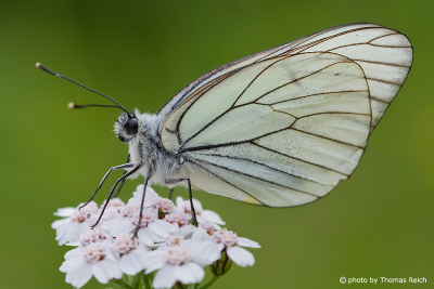 White butterfly on yarrow