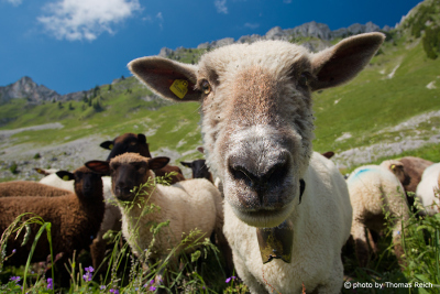 Domestic sheeps in the mountain, Switzerland