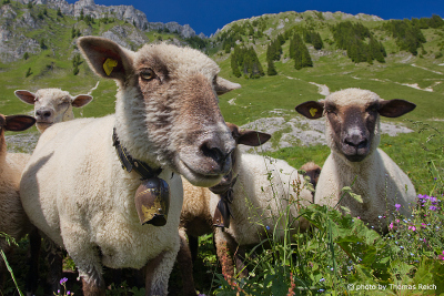 Flock of sheeps, Switzerland
