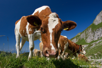 Eating cows on mountain meadow