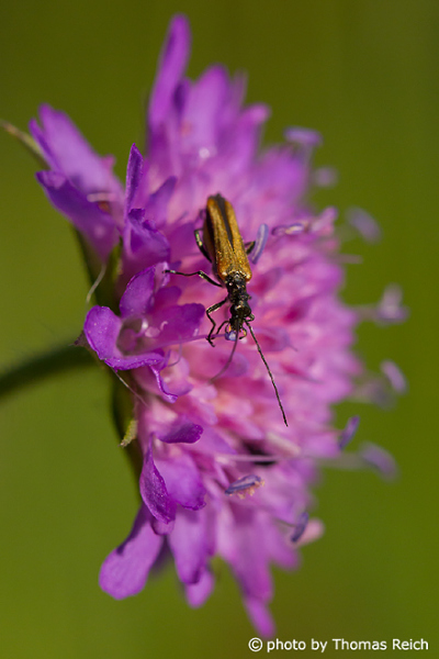 Devil´s-bit scabious with beetle, Succisa pratensis