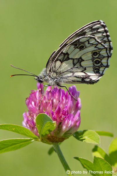 Marbled white butterfly seeks nectar on blossom