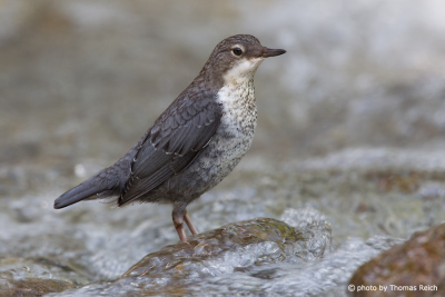 White-throated Dipper sound