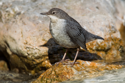 White-throated Dipper at the river stream